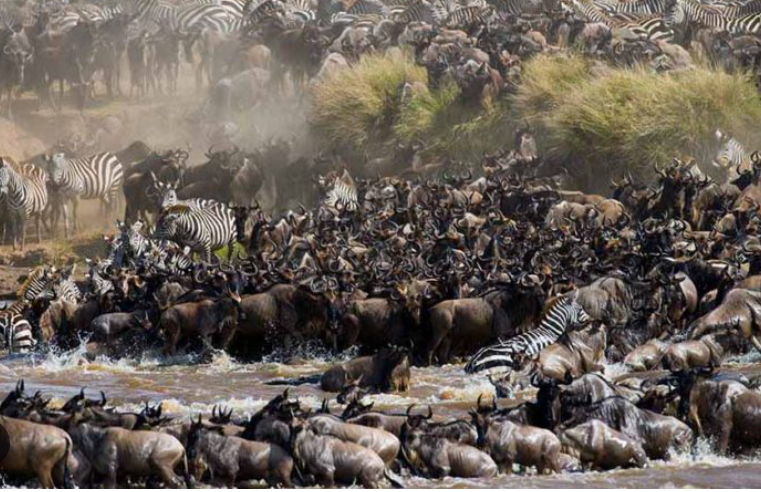 The Great Wilderbeest migration